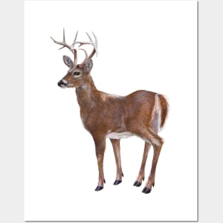 Whitetail Deer Buck Posters and Art
